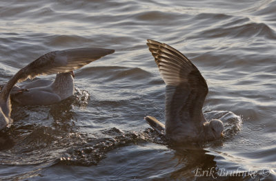 1st-cycle gulls... Herring Gulls (left) and Thayer's Gull (right)