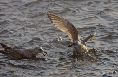 1st-cycle gulls... Herring Gull (left) and Thayer's Gull (right)