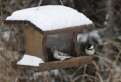 Black-capped Chickadee checking out the Hoary Redpoll