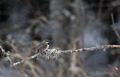 Boreal Chickadee