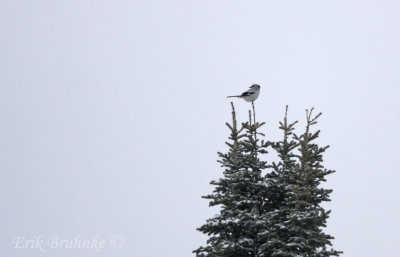 Northern Shrike