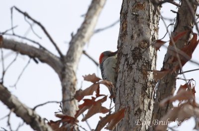 Red-bellied Woodepcker (at the Minnesota Valley NWR)