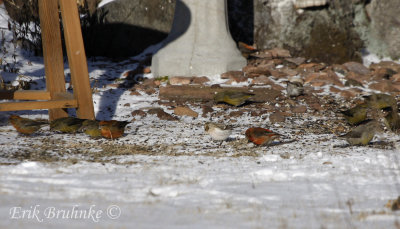 Red Crossbills, Common Redpolls and a Hoary Redpoll