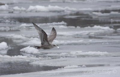 Thayer's Gull