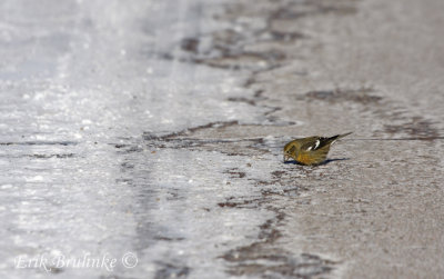 White-winged Crossbill feeding in the road