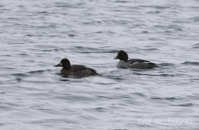 Scaup hanging out with the Common Goldeneye