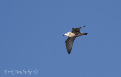 2nd-winter Herring Gull?