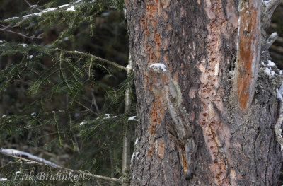 See the peeled-off bark? Black-backed and/or Three-toed Woodpeckers have been here!