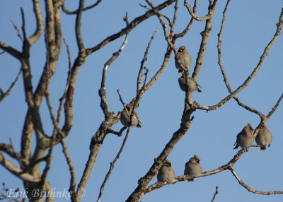 Bohemian Waxwing