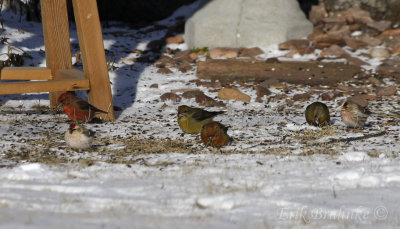 Hoary Redpoll, Common Redpoll, Red Crossbills