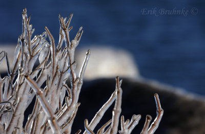 Icy bushes