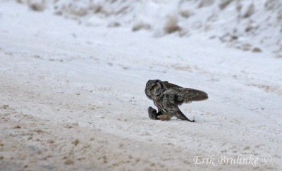 Boreal Owl with a wild vole!