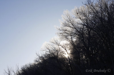 Hoar Frost near Houston