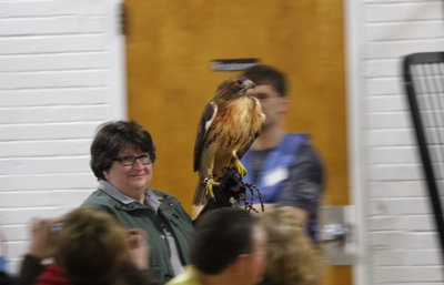 Red-tailed Hawk