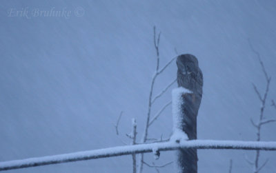 Great Gray Owl up the North Shore