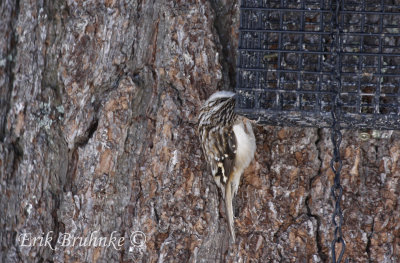 Brown Creeper