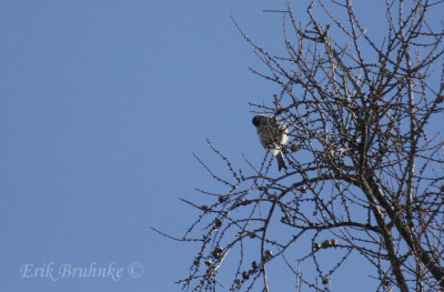 Hoary Redpoll