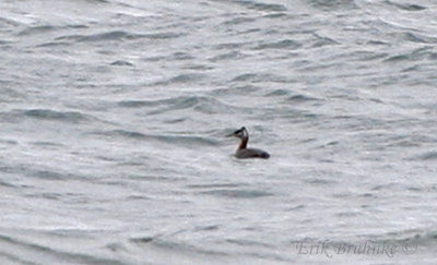 Red-necked Grebe