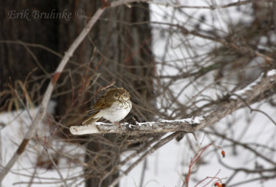 Unhappy Hermit Thrush