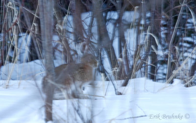 Snowshoe hare