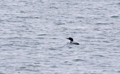 Common Loon