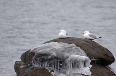 Pair of Herring Gulls