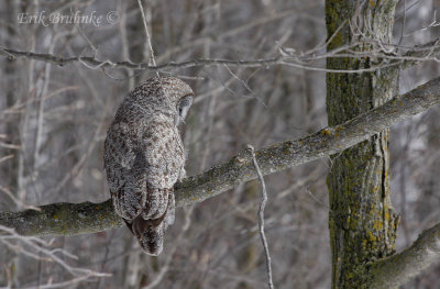 Great Gray Owl