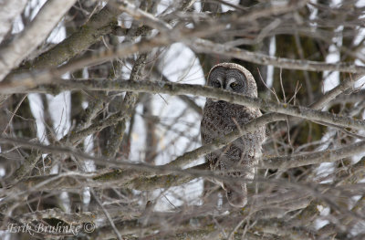 Great Gray Owl