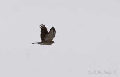 Sharp-shinned Hawk
