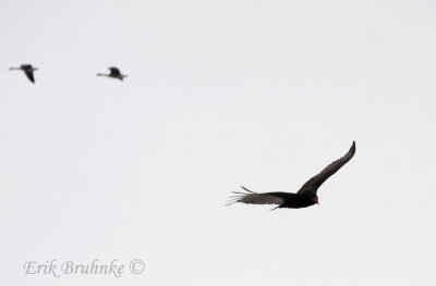 Turkey Vulture with Canada Geese