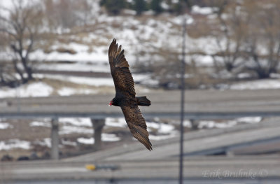 Turkey Vulture
