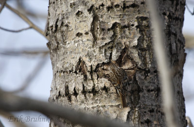 Brown Creeper