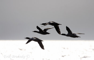 Common Mergansers flying by
