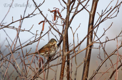 Fox Sparrow