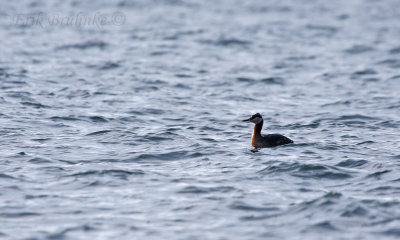 Red-necked Grebe