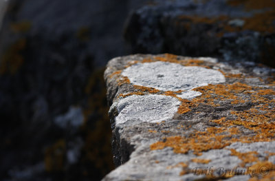 Lichens along Lake Superior