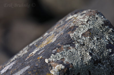 Lichens along Lake Superior
