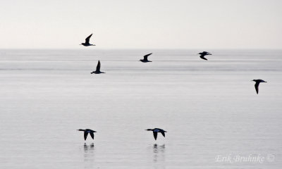 Greater Yellowlegs flying above Red-breasted Mergansers