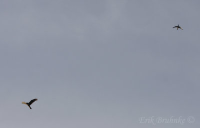 Northern Harrier and Common Loon flying overhead