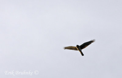Northern Harrier