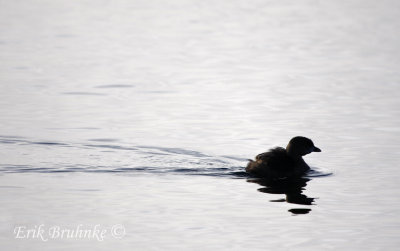 Pied-billed Grebe