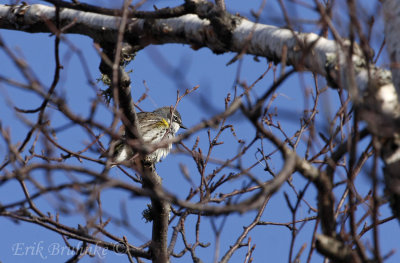 Yellow-rumped Warbler