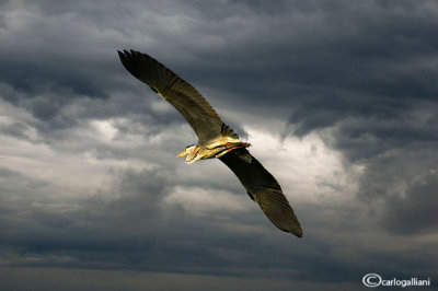 Airone cenerino-Grey Heron  (Ardea cinerea)