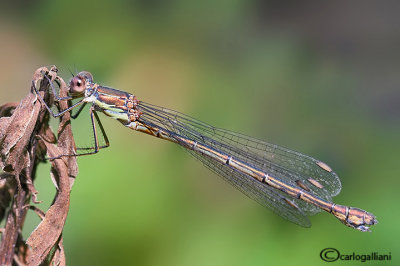 Chalcolestes viridis female