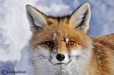 Volpe-Red Fox  (Vulpes vulpes)