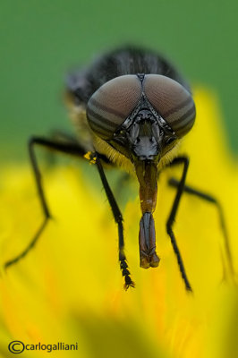 Stomorhina lunata