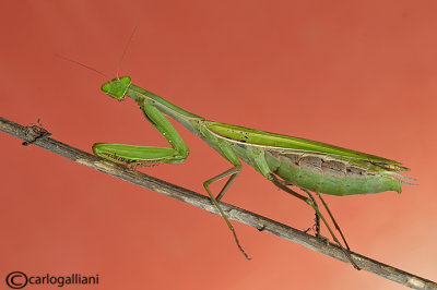 European mantis - Mantis religiosa 