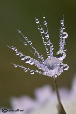 Dandelion & Drops