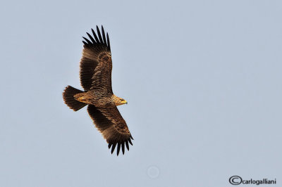 Aquila imperiale -Imperial Eagle (Aquila heliaca) 
