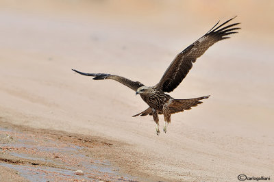 Nibbio bruno-Black Kite (Milvus migrans)